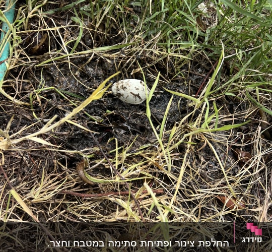ביצה על אדמה לחה בין עשבים